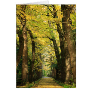 Arbres de ginkgo biloba