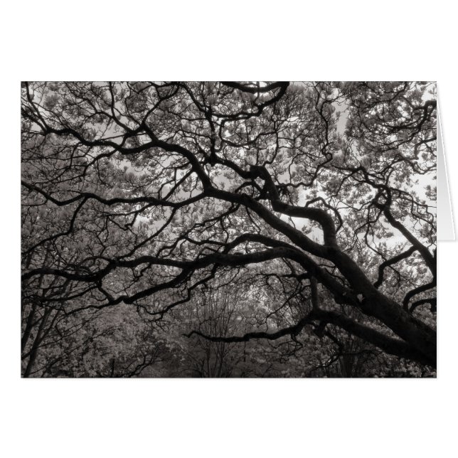 Arbres de Magnolia en fleurs (Devant horizontal)