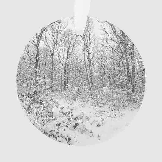 Arbres de Milou dans le Poconos (devant)