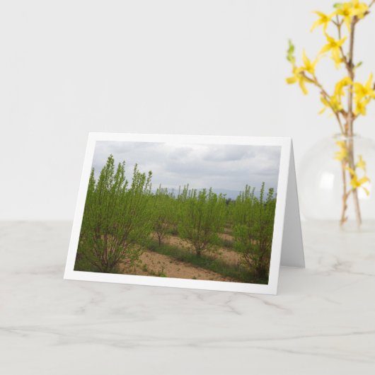 Arbres de Persimmon dans la carte de printemps (Fleur jaune)