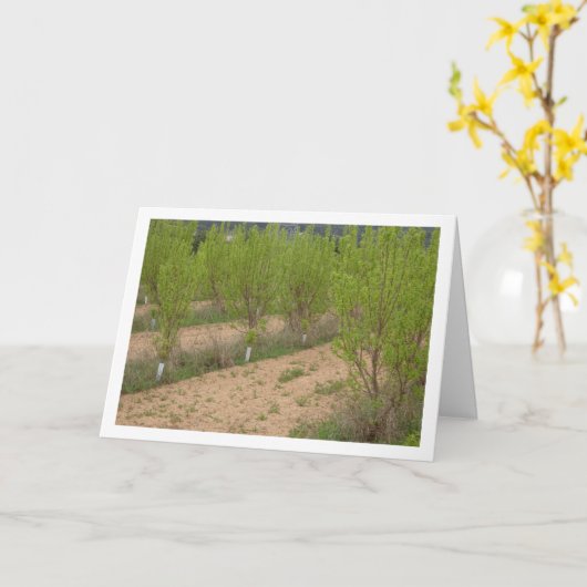 Arbres de Persimmon dans la carte de printemps (Fleur jaune)