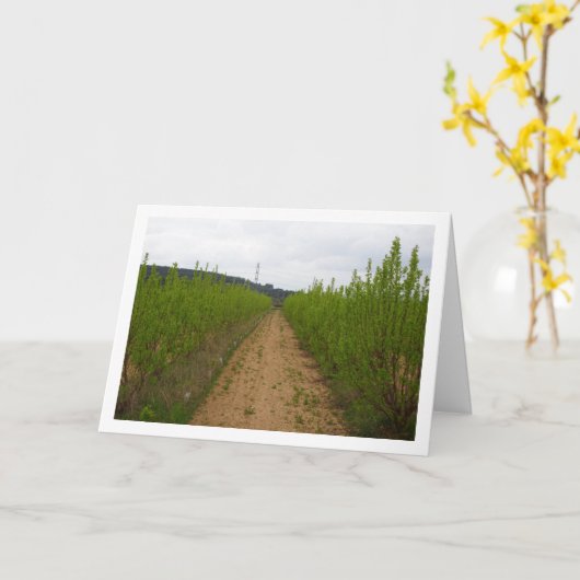 Arbres de Persimmon dans la carte de printemps (Fleur jaune)