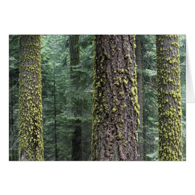 arbres de Séquoia géants dans la forêt, Séquoia et (Devant horizontal)