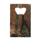 Arbres de séquoia, Parc national de Sequoia. (Dos)