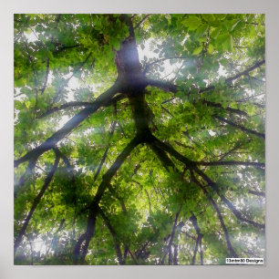 Arbres de soleil (Ohio) - Affiche