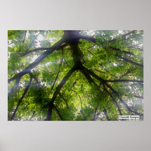 Arbres de soleil (Ohio) - Affiche (Devant)