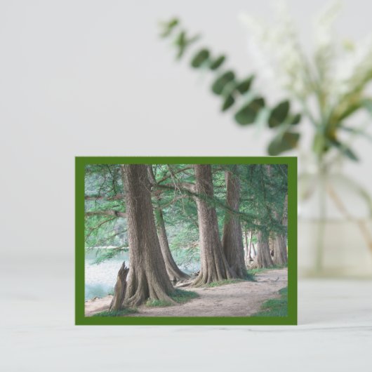 Arbres d'hier, carte postale (Debout devant)