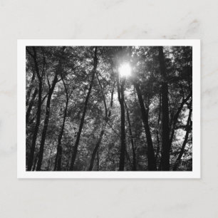Arbres et soleil (1) Carte postale