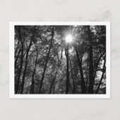 Arbres et soleil (1) Carte postale (Devant)