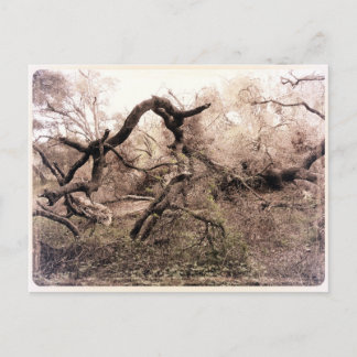 "Arbres" Gilroy, CA Carte postale
