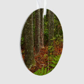 Arbres Kuri | Nouvelle-Zélande (devant)