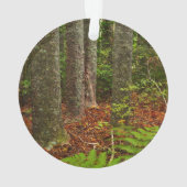 Arbres Kuri | Nouvelle-Zélande (dos)