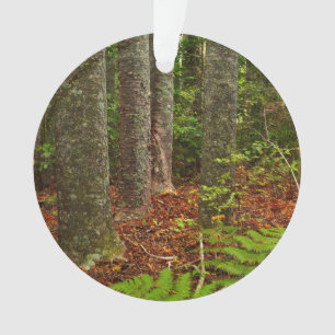 Arbres Kuri   Nouvelle-Zélande