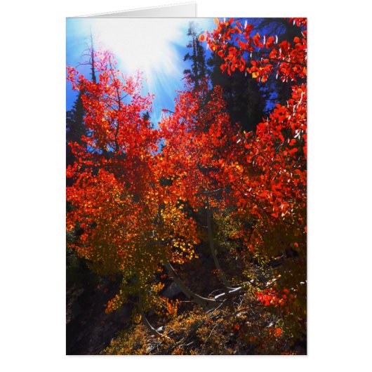 Arbres rouges, Toutes les occasions Carte de voeux (Devant)