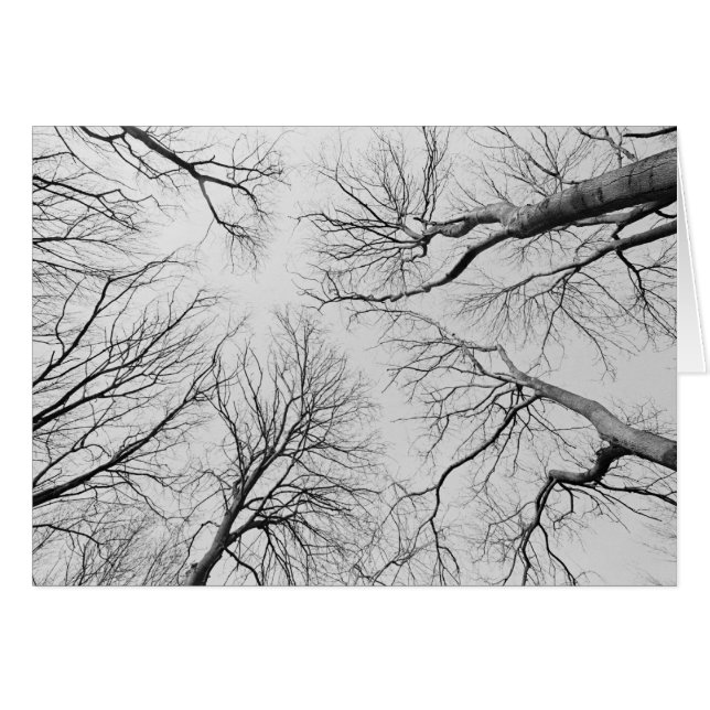 Arbres sans feuilles dans le bois de Thiepval (Devant horizontal)