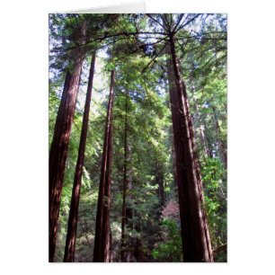 Arbres séquoias