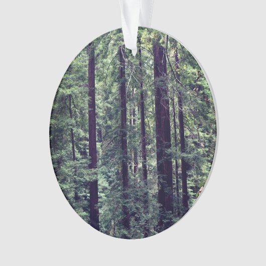 Arbres séquoias no 2 (devant)