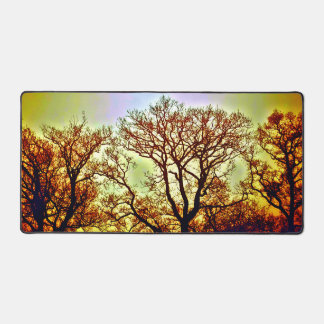 ARBRES SOLEIL BRUMEUX