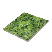 Arbuste à haie verte Type Plante Photo Carreau (Côté)