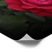 Arbuste Rose double Knockout Art mural par Stan VG (Coin)