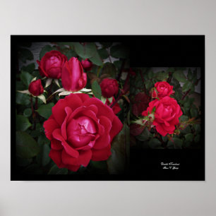 Arbuste Rose double Knockout Art mural par Stan VG