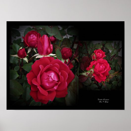 Arbuste Rose double Knockout Art mural par Stan VG (Devant)