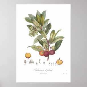 Arbutus unedo-Stawberry-boom Poster