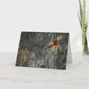 Arc-en-ciel Lorikeet dans la carte de voeux vierge