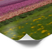 Arc en ciel sur Tulips Field Poster (Coin)