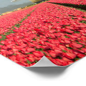 Arc-en-ciel, tulipes et affiche verticale du mouli (Coin)