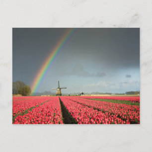 Arc-en-ciel, tulipes et carte postale