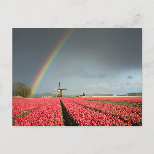 Arc-en-ciel, tulipes et carte postale (Devant)