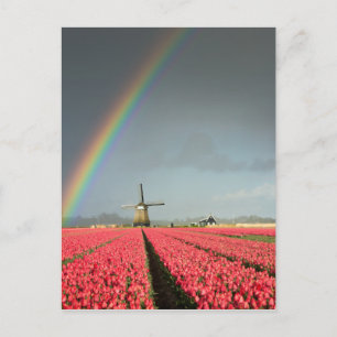 Arc-en-ciel, tulipes et carte postale verticale du