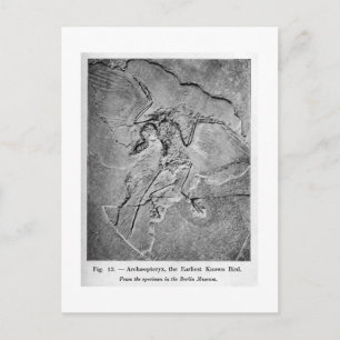 Archaeopteryx briefkaart