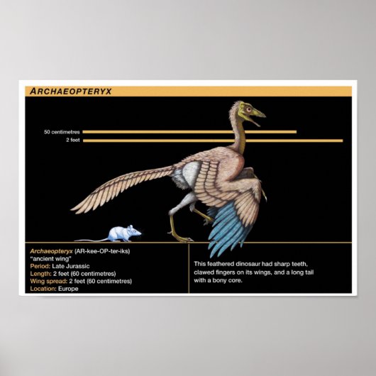 Archaeopteryx - Jurassic Dinosaur Biology Poster (Voorkant)