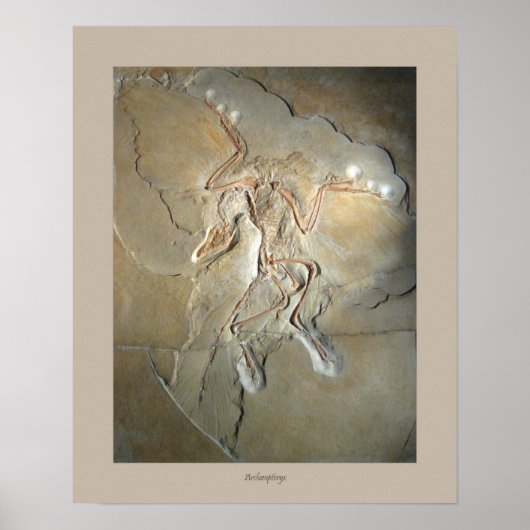 Archaeopteryx Poster (Voorkant)