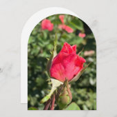 Arche de jardin Rosebud, carte à plat (Devant / Derrière)