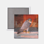 Archer Magnet (Recto/Verso)