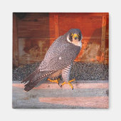 Archer Magnet (Devant)