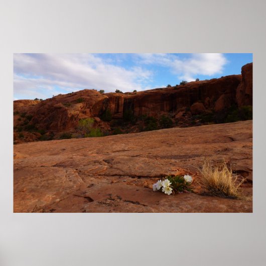 Arches Slickrock en Evening Primrose Landschap Poster (Voorkant)