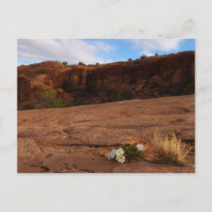 Arches Slickrock en Teunisbloem Landschap Briefkaart
