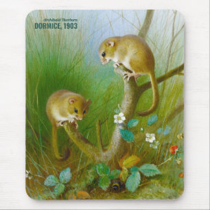 Archibald Thorburn Cute muizen (Dormice 1903) CC01 Muismat
