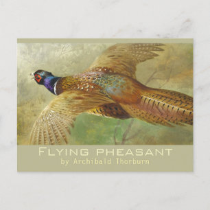 Archibald Thorburn Flying Pheasant CC0679 Briefkaa Briefkaart