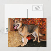 Archie - German Shepherd - Nissan Briefkaart (Voorkant / Achterkant)