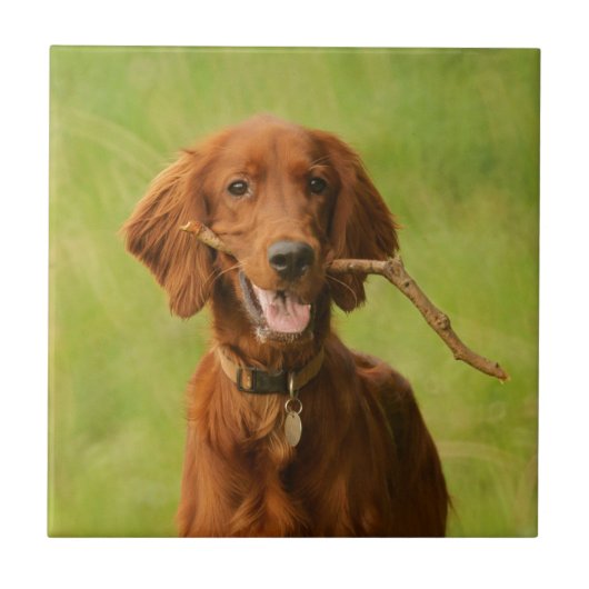 Archie Tegeltje (Voorkant)