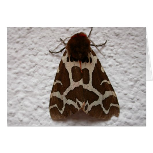 Arctia caja (Devant horizontal)