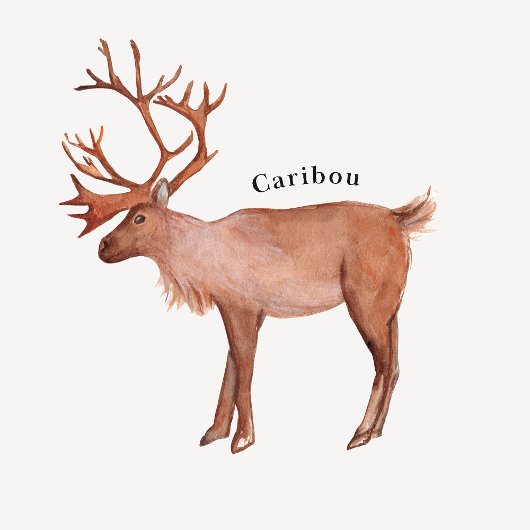 Arctic Animals Educational Poster Perfect Poster