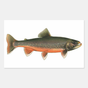  Arctic Char Illustration - Breeding Male Rechthoekige Sticker