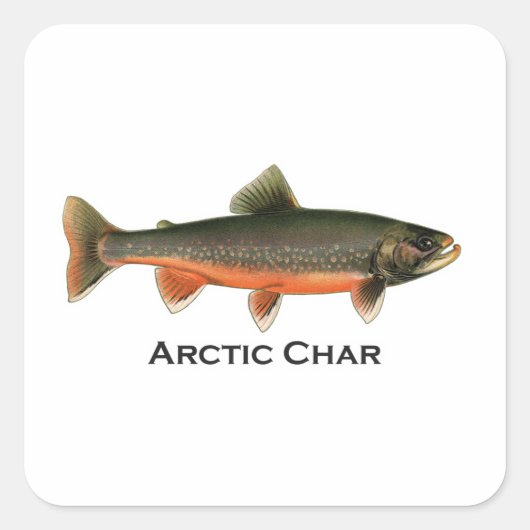 Arctic Char Illustration - Breeding Male Vierkante Sticker (Voorkant)