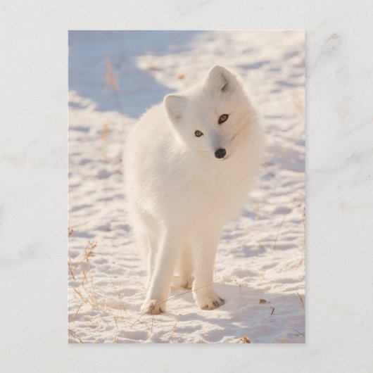 Arctic Fox Briefkaart (Voorkant)